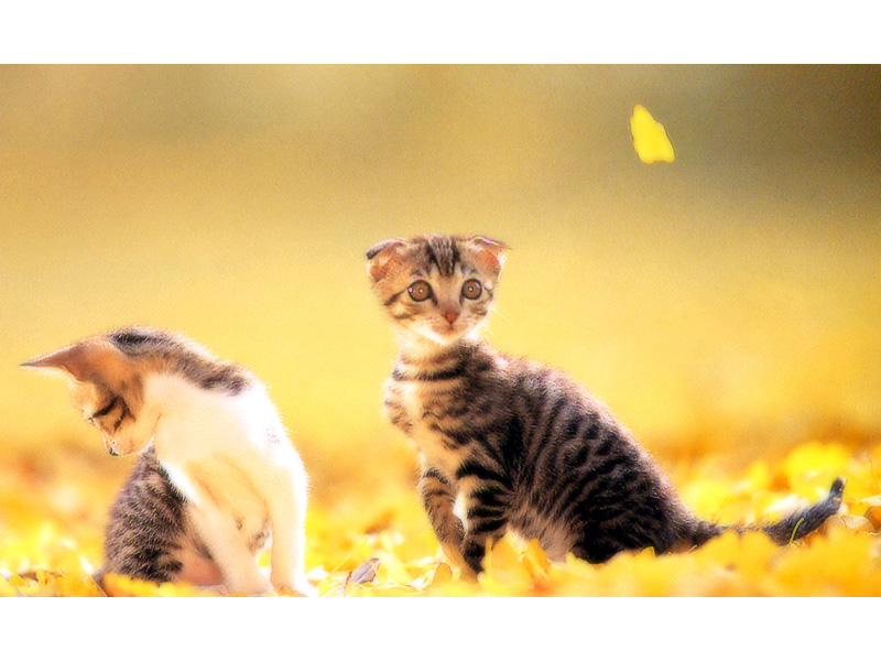Gatti (321)